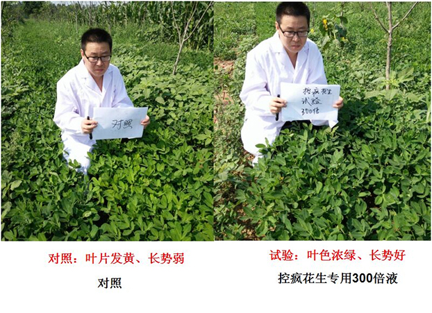 Test Report on Peanut Specialized Products for "Crazy Control"(圖1) Test Report on Peanut Specialized Products for "Crazy Control"(圖1)