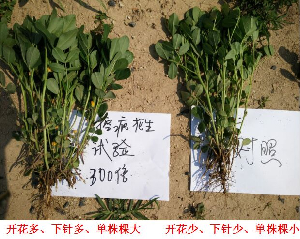 Test Report on Peanut Specialized Products for "Crazy Control"(圖3) Test Report on Peanut Specialized Products for "Crazy Control"(圖3)