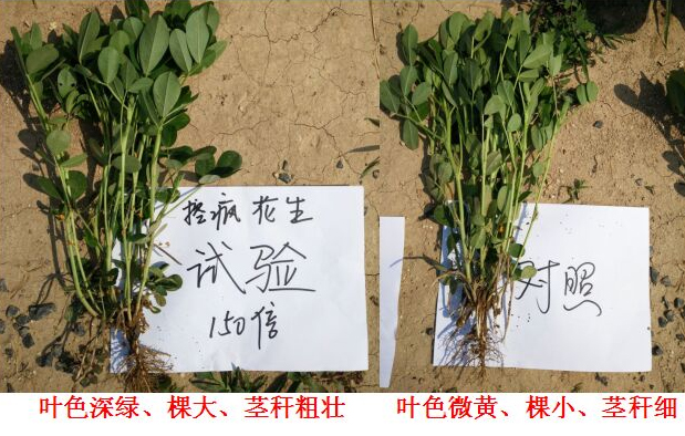 Test Report on Peanut Specialized Products for "Crazy Control"(圖4) Test Report on Peanut Specialized Products for "Crazy Control"(圖4)