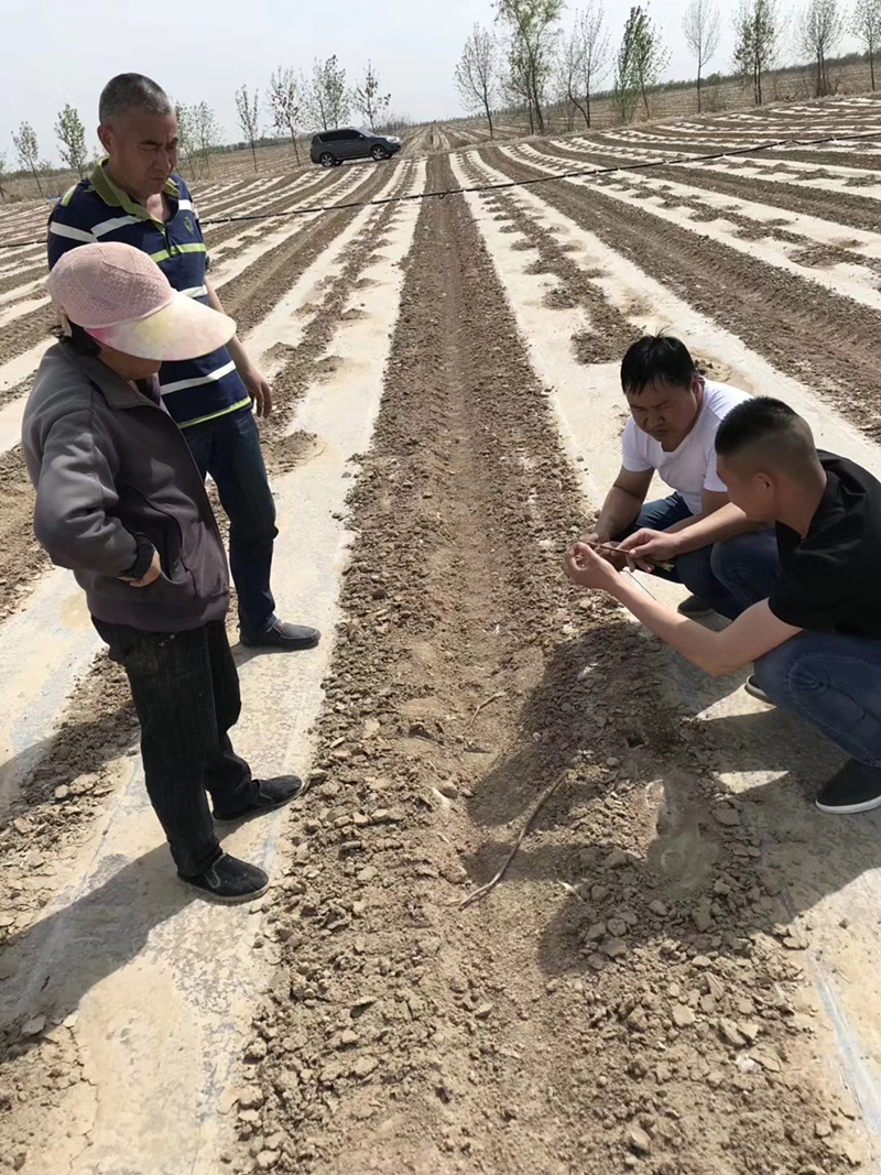 Talking about the Performance of Crazy Control in Cotton and the Key Points of Cotton Chemical Control Technology(圖3) Talking about the Performance of Crazy Control in Cotton and the Key Points of Cotton Chemical Control Technology(圖3)