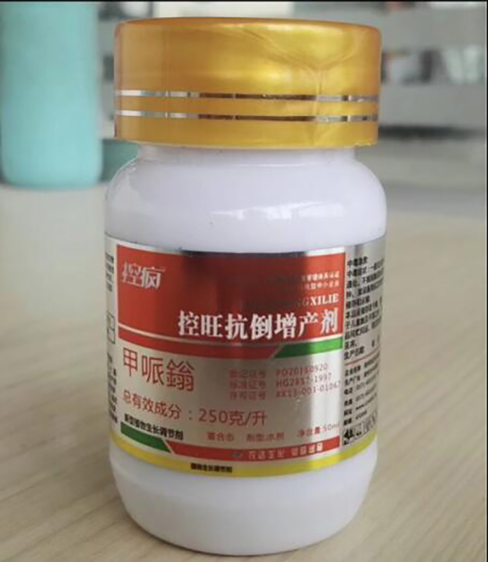 Talking about the Performance of Crazy Control in Cotton and the Key Points of Cotton Chemical Control Technology(圖4) Talking about the Performance of Crazy Control in Cotton and the Key Points of Cotton Chemical Control Technology(圖4)
