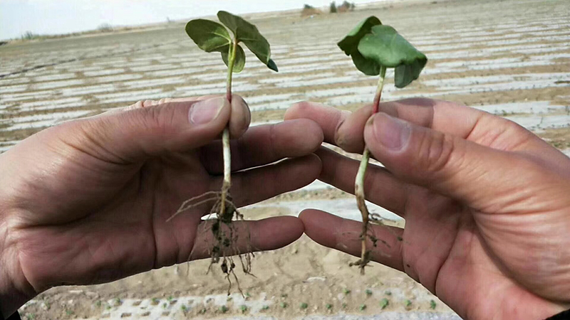 淺談控瘋在棉花上的表現及棉花化控技術要點(圖2)