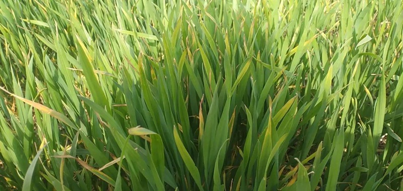 警惕！小麥細菌性條斑??！(圖1)