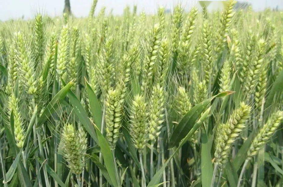 植保知識-小麥灌漿期管理要點(diǎn)(圖1)