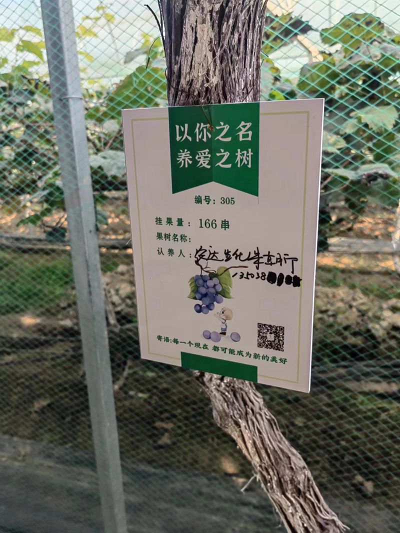 農(nóng)達(dá)開展陽(yáng)光玫瑰采摘節(jié)活動(dòng)(圖3)
